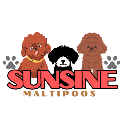 Sunsine Maltipoos